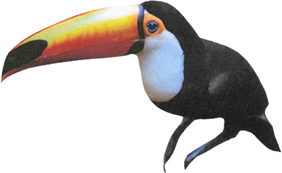 It's a toucan.