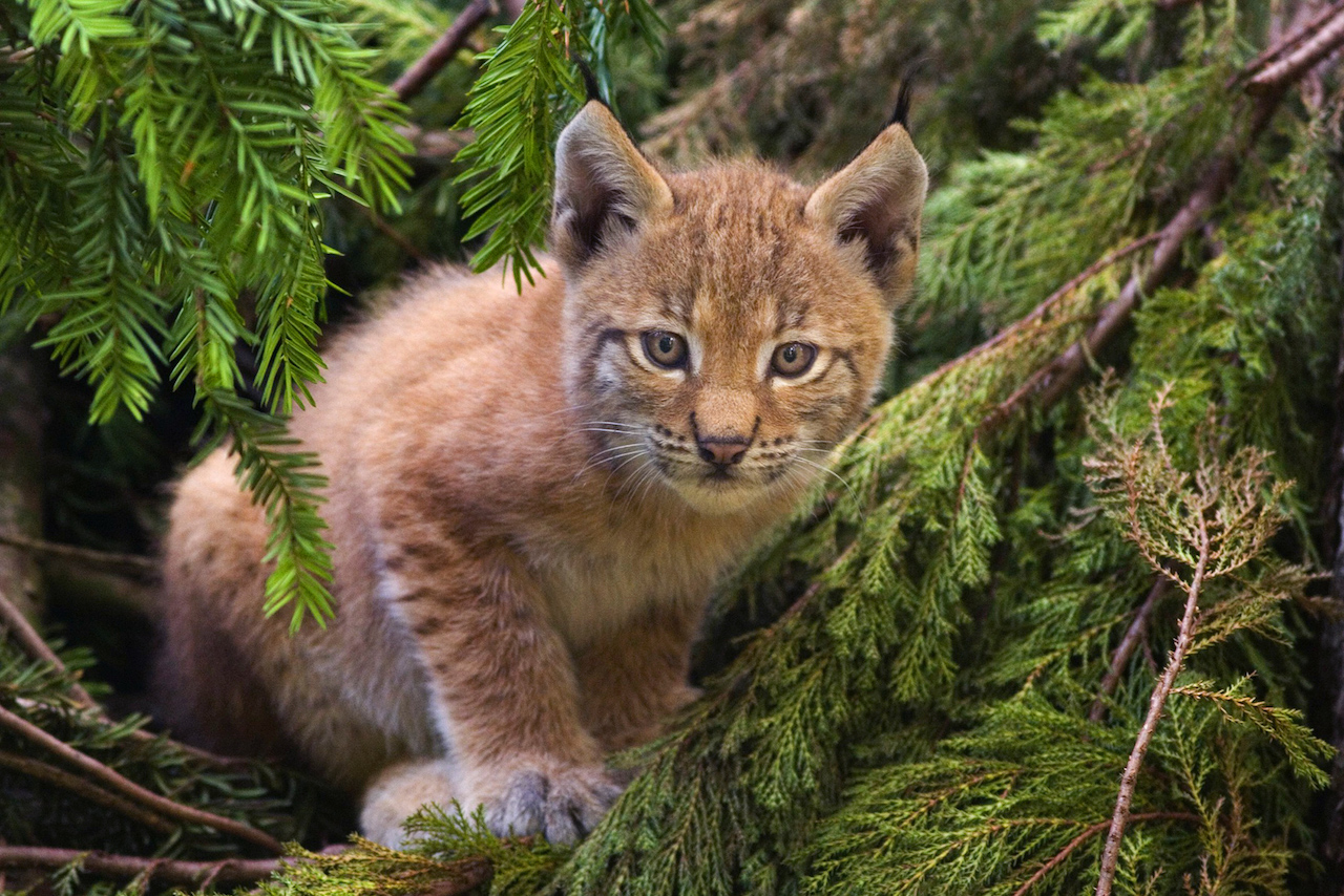 Lynx Icon